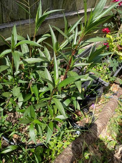 plants - Thumbnail 8