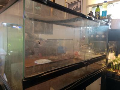 40 gallon reptizoo front open terrarium with metal stand