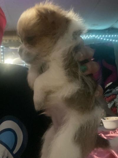 Shih Tzu mix mix - Thumbnail 3