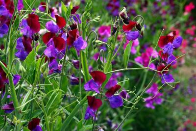 Sweet Pea Annuals