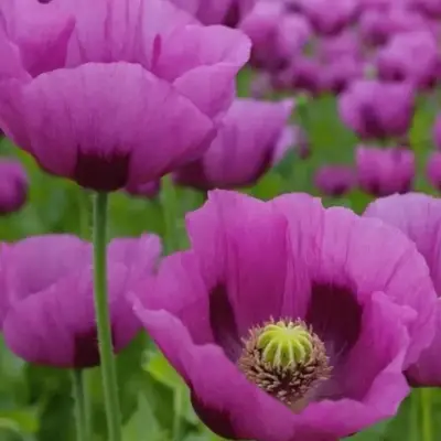 Hungarian Blue Poppy