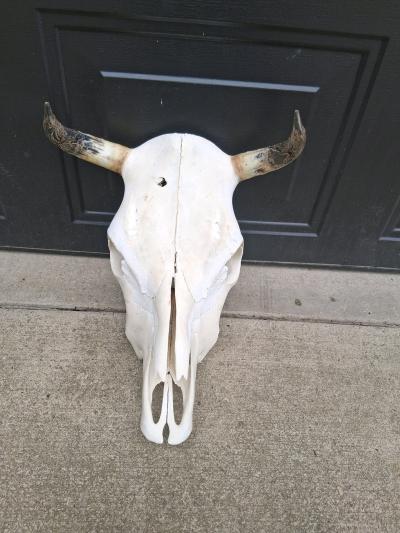beautiful cow skull