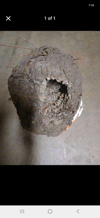 Natural Hornets Nest