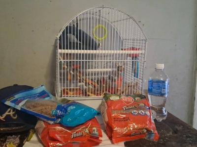 birdcage