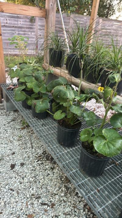 Leopard Plants Shade Plants