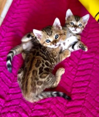 Purebred Bengal Kittens  Spotted Rosettes  Litter Trained - Thumbnail 2