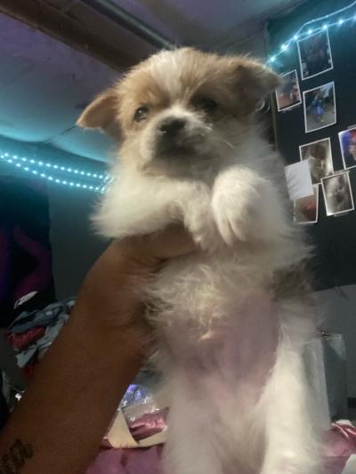Shih Tzu mix mix - Thumbnail 2
