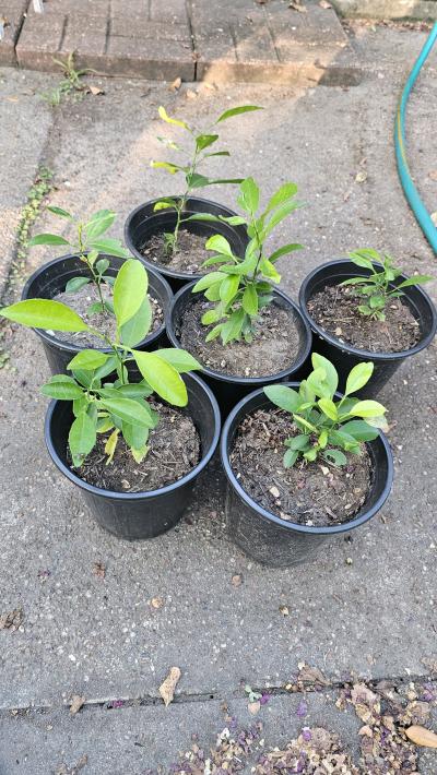 Madarins Plant Size 1 Gallon Pickup