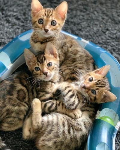 Purebred Bengal Kittens  Spotted Rosettes  Litter Trained