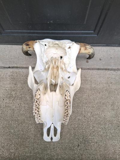 beautiful cow skull - Thumbnail 2