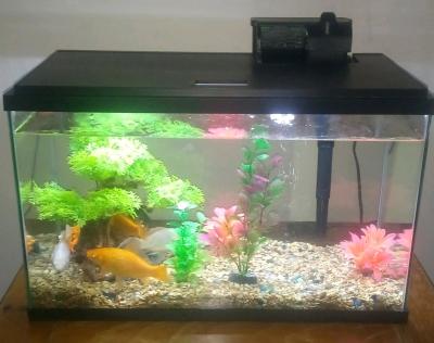 10 gallon fish tank with 6 gold fish