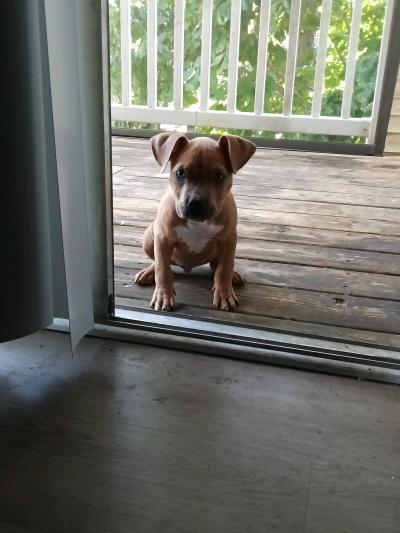 American Pocket bully - Thumbnail 2