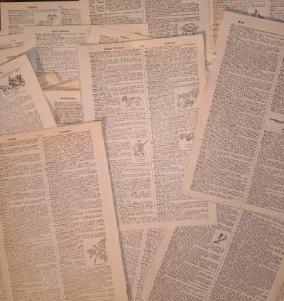 100 pages  Vintage 1947 Dictionary Ephemera - Thumbnail 4