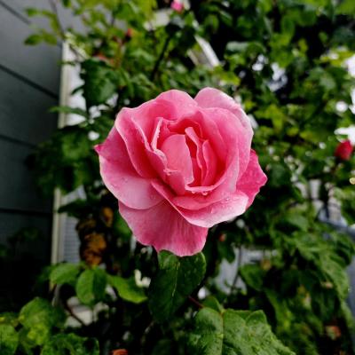 Heirloom 1970s Pink Rose Bush Start