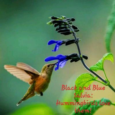 End of Season Plant Sale - Thumbnail 6
