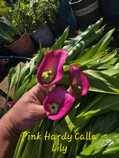 End of Season Plant Sale - Thumbnail 9