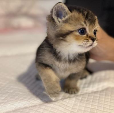 Adorable British Shorthair  Scottish Fold Kittens - Thumbnail 5