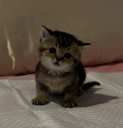 Adorable British Shorthair  Scottish Fold Kittens - Thumbnail 6