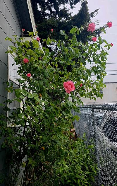 Heirloom 1970s Pink Rose Bush Start - Thumbnail 3