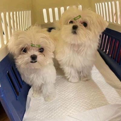 puppies