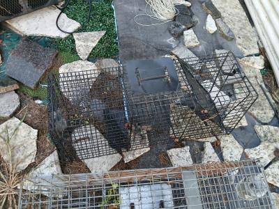 3 live traps - Thumbnail 2