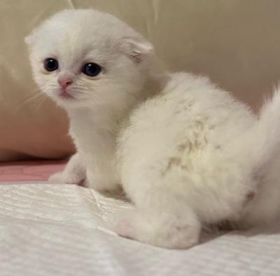 adorable Scottish 1 month - Thumbnail 2