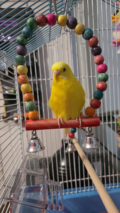 budgie and cage with toys and food - Thumbnail 2