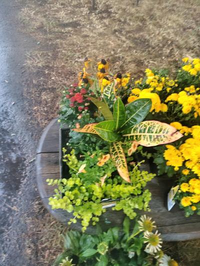 mums  orange yellow red