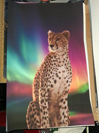 Animal 11x17 Framed 35 each Shipping on Facebook or Ebay - Thumbnail 8