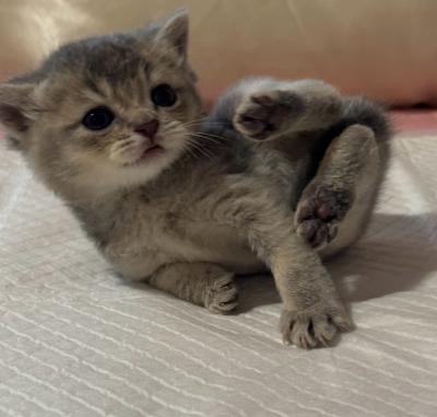 Adorable British Shorthair  Scottish Fold Kittens - Thumbnail 7