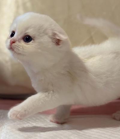 Adorable British Shorthair  Scottish Fold Kittens - Thumbnail 3
