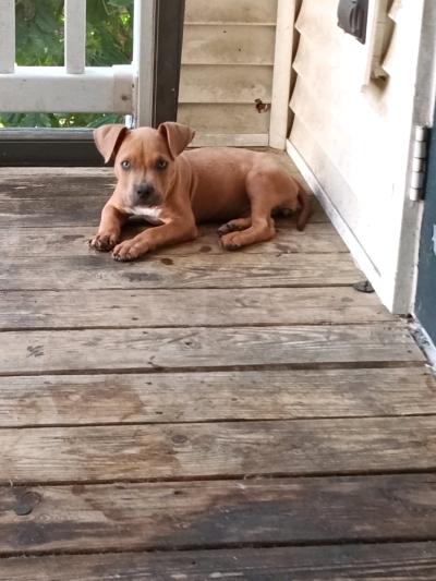 American Pocket bully - Thumbnail 3