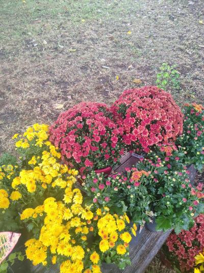 mums  orange yellow red - Thumbnail 2