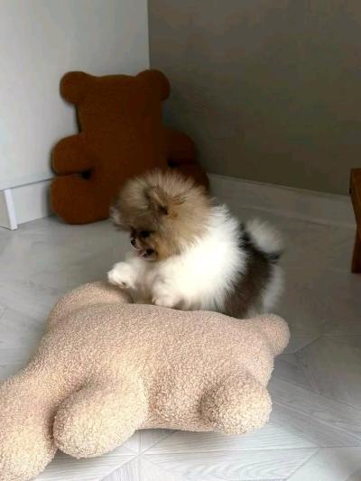 MEET BELLA  LOOKING FOR HER FOREVER HOME - Thumbnail 4