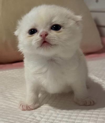 adorable Scottish 1 month - Thumbnail 3