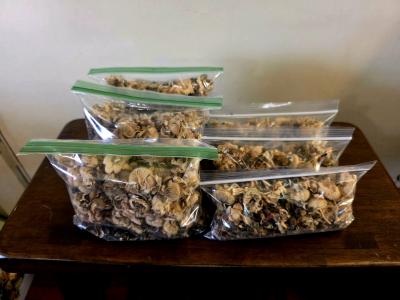 Heirloom Hollyhock Seeds - Thumbnail 3