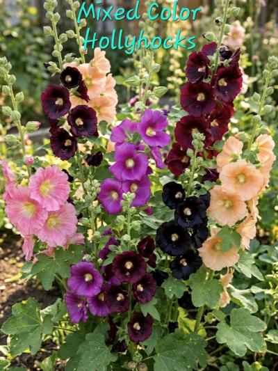 End of Season Plant Sale - Thumbnail 4