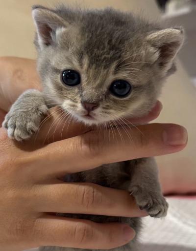 Adorable British Shorthair  Scottish Fold Kittens - Thumbnail 8