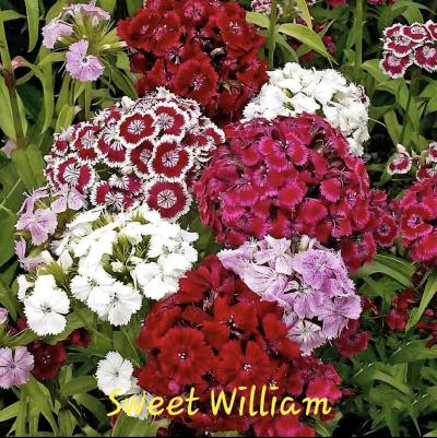 End of Season Plant Sale - Thumbnail 11