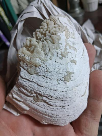 6 pc lot rucks pit clams - Thumbnail 3