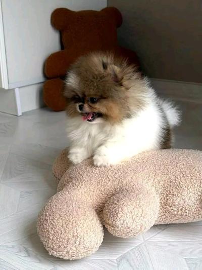 MEET BELLA  LOOKING FOR HER FOREVER HOME - Thumbnail 2