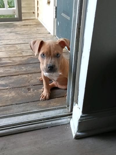 American Pocket bully