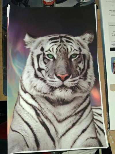 Animal 11x17 Framed 35 each Shipping on Facebook or Ebay - Thumbnail 7