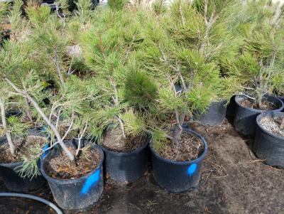 potted ponderosa pine available