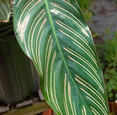 Pinstripe Calathea - Thumbnail 2