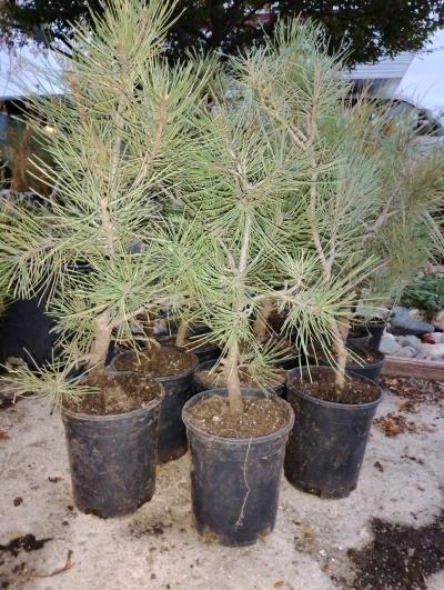 potted ponderosa pine available - Thumbnail 3