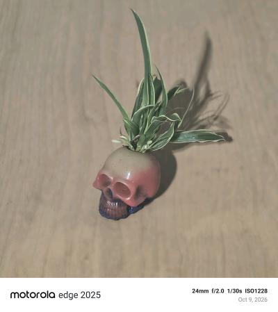 Resin skull planter  Grateful with spider plant