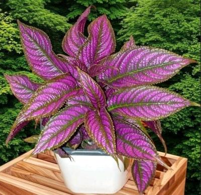 Persian Shield Tropical Plant