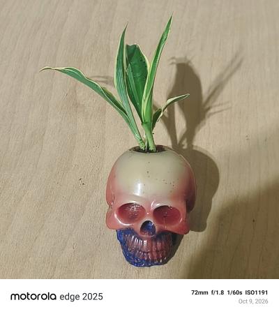 Resin skull planter  Grateful with spider plant - Thumbnail 3