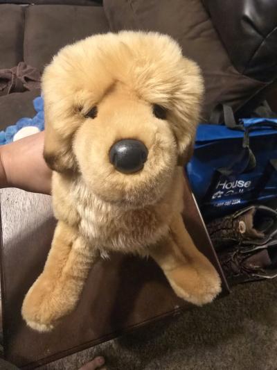 Douglas Golden Retriever